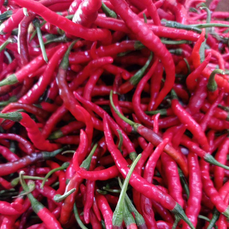 

Cabe Cabai Merah keriting