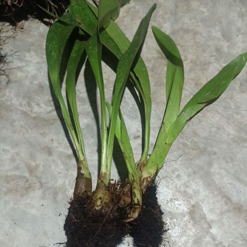 anggrek eria hiacintoides