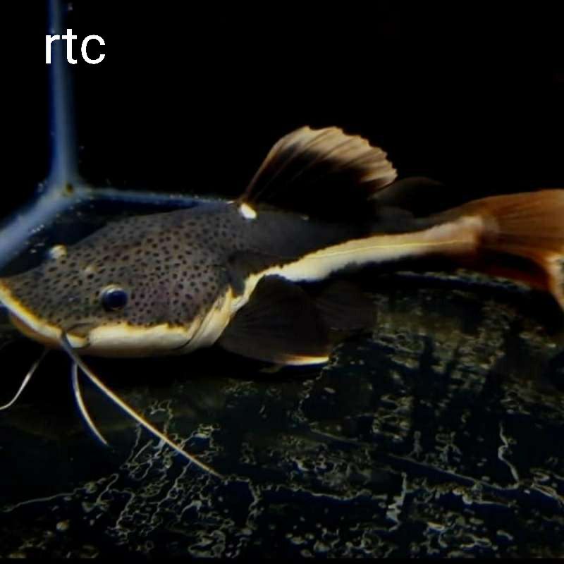 ikan red tail catfish (RTC)