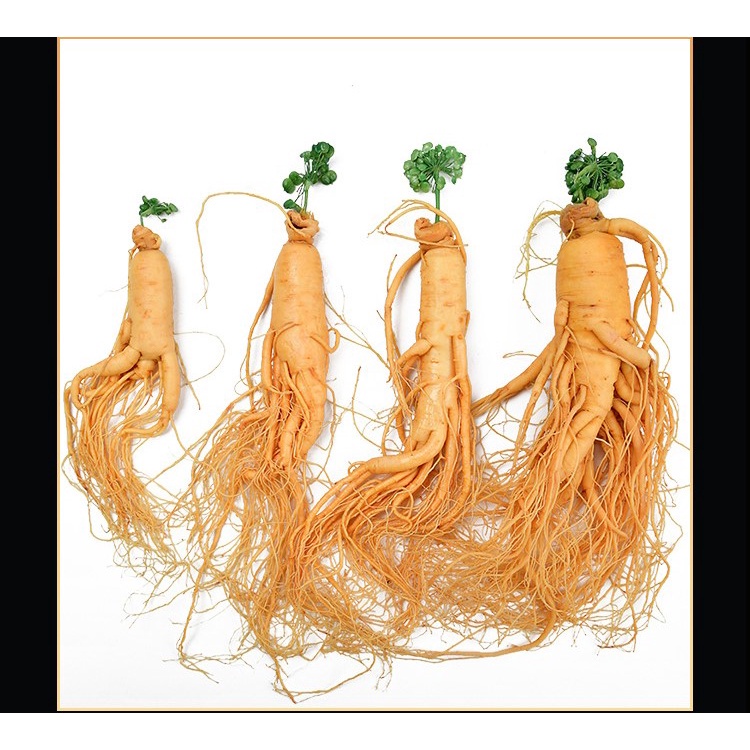 

(COD) Ginseng Segar Kemasan Vakum 20 gram