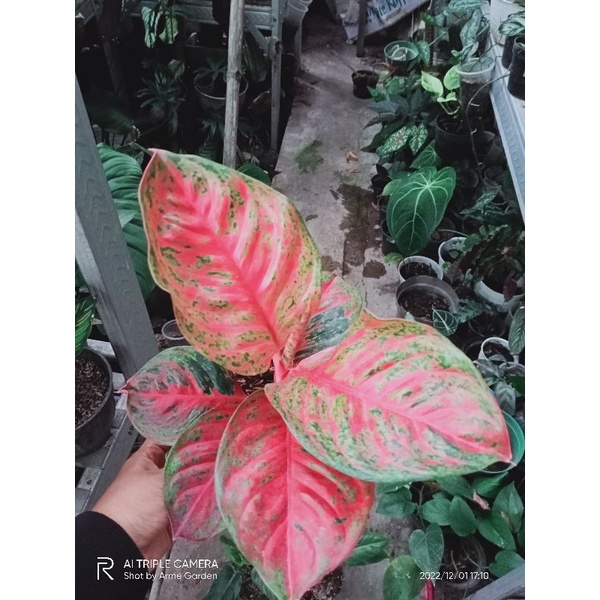 Aglonema Wulandari Indukan