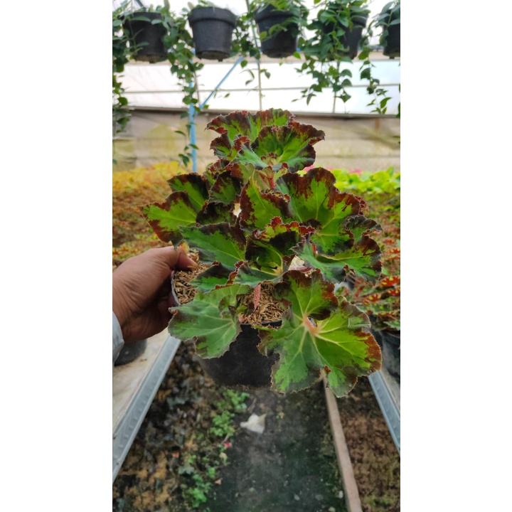 Tanaman Hias Begonia Katak / Froggy - Bunga Begonia FROGGY