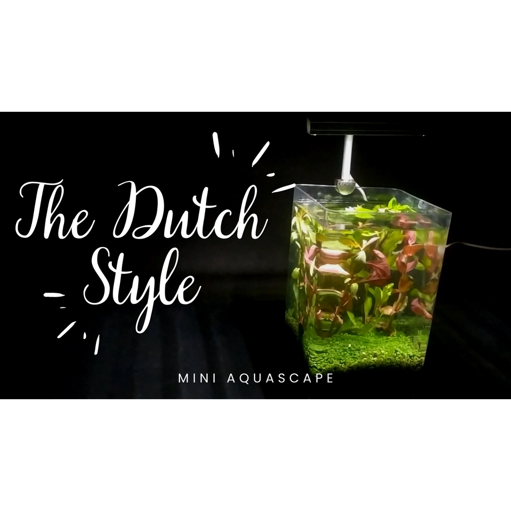 Mini Aquascape / Aquarium FULLSET - THE DUTCH Style Paket Lengkap