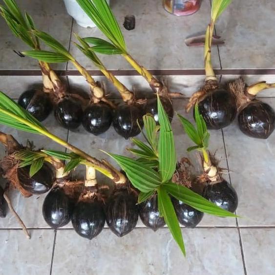 Bonsai Kelapa Bibit Bonsai kelapa Gading Kelapa bonsai