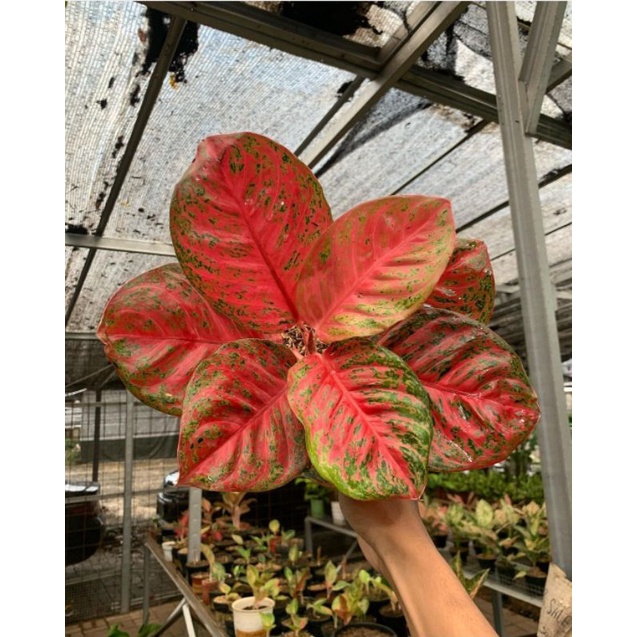 Aglonema Wulandari Remaja Murah