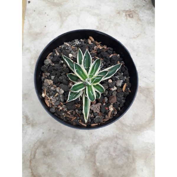 agave filivera varigata