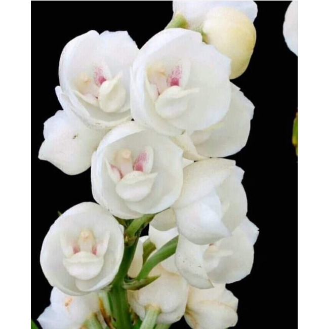 Anggrek Peristeria Elata sp | Anggrek Roh Kudus | Orchids Peristeria Elata