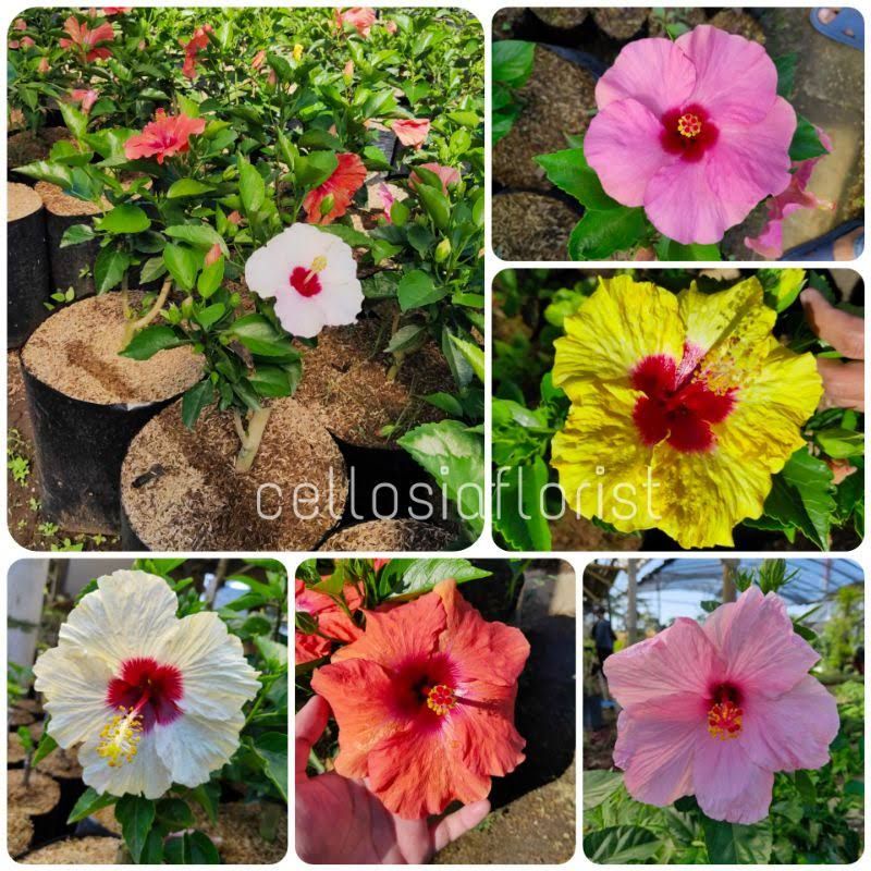 Bunga Sepatu Bangkok