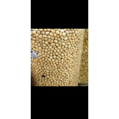 

Kacang Atom