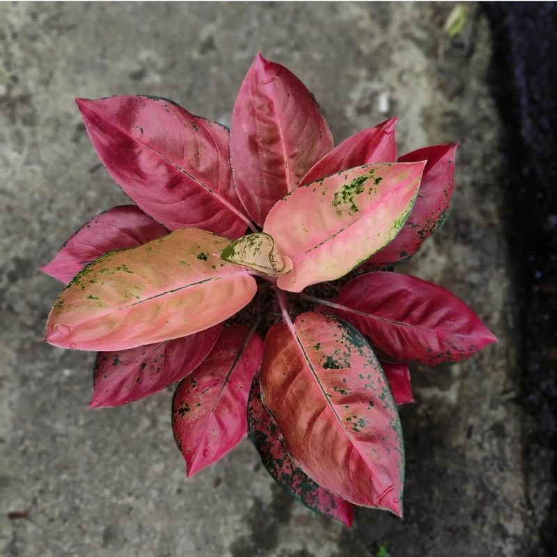 Aglonema Kochin Tembaga Merah / Tanaman Hias Bunga Aglonema Kochin Tembaga Murah BUKAN BONGGOL