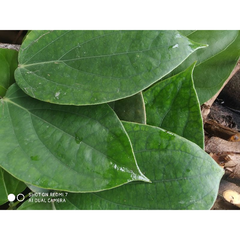 

daun sirih 25 lemar