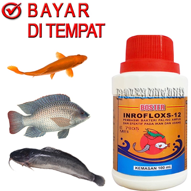INROFLOXS 12 BOSTER OBAT JAMUR IKAN GURAMI MAS PATIN NILA LELE PATIN