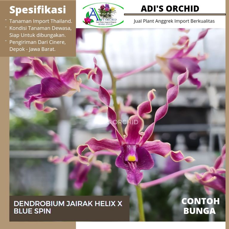 Anggrek Dendrobium Jairak Helix x Blue Spin