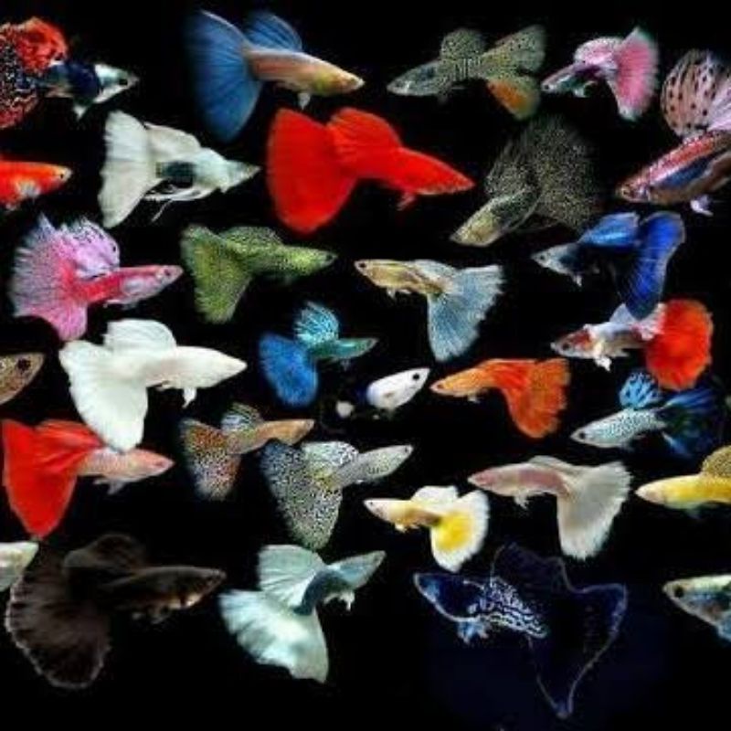 Ikan Hias Guppy warna warni