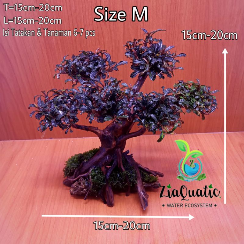 BONSAI AQUASCAPE BUCEPHALANDRA - SIZE M