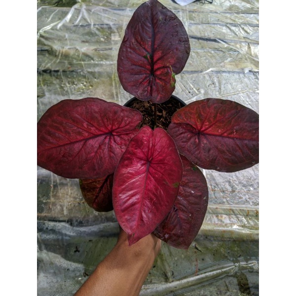 keladi hias caladium thailand series no name anakan keladi hias merah