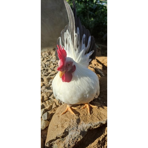 FGFG56846 TELUR AYAM KATE CHABO BLACKTAIL INDUKAN IMPORT UNTUK DI TETASKAN 564568