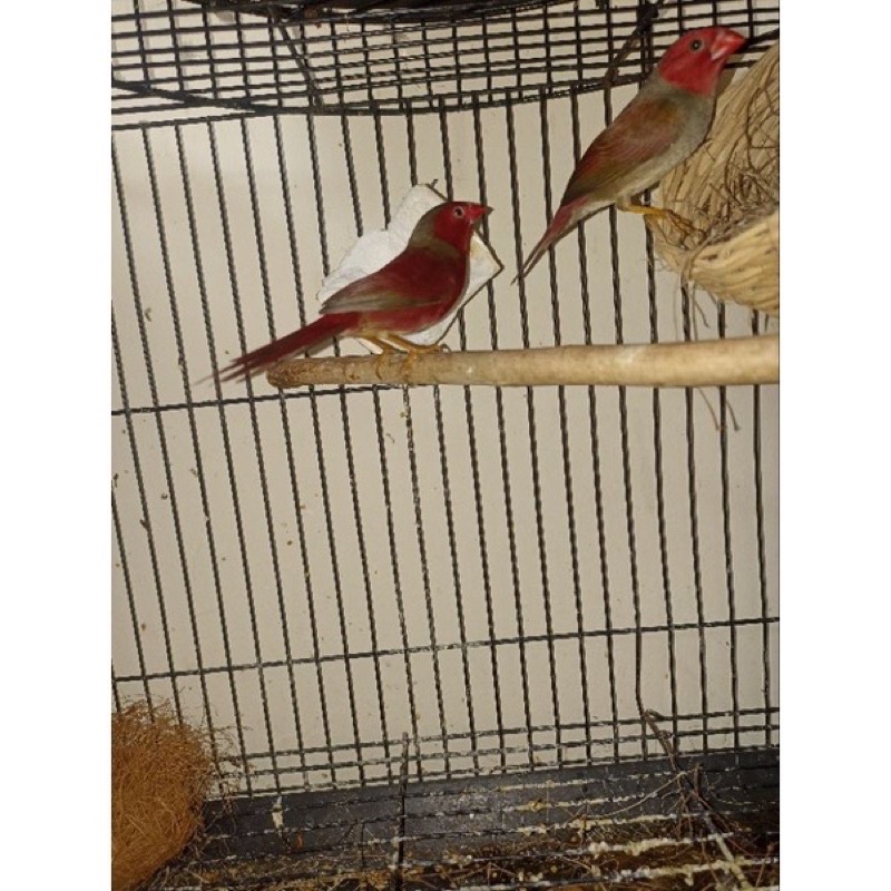 BURUNG CRIMSON FINCH SEPASANG