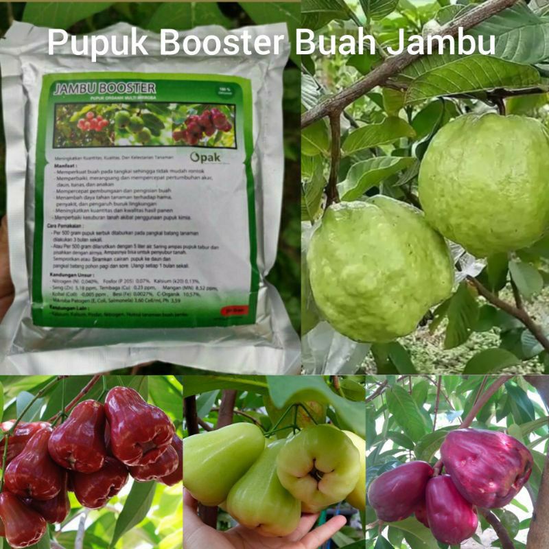 Pupuk Organik Pelebat Buah Dan Booster Jambu biji Cepat Berbuah Lebat