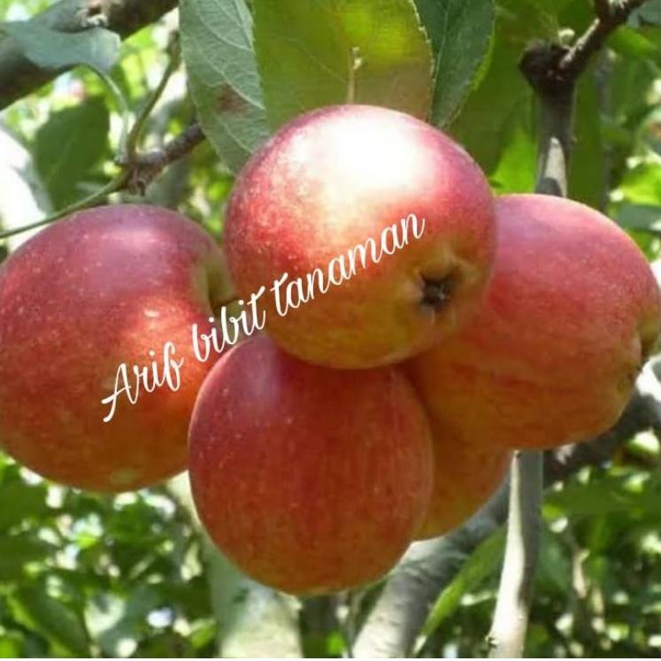 Muraaaahh.. Bibit tanaman buah apel malang merah