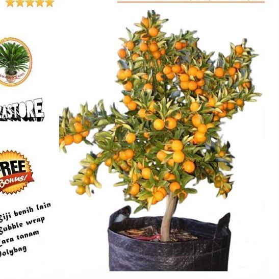 

ゅ biji benih Bonsai Buah Jeruk Sunkis /10 biji ㅲ