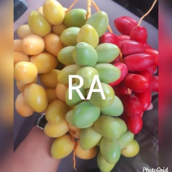 

PROMO KURMA MUDA KUNING PER 500GR BEST SELLER RTH694GTR