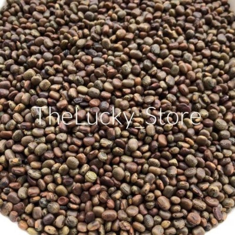1kg Benih Bibit Tanaman / Biji Kacang Kacangan CP Centrosema Pubescens