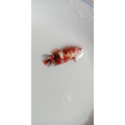 

Female Full egg