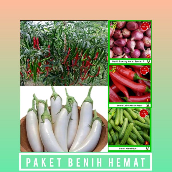 Paket Berkebun Di Rumah-Benih Cabe Keriting-Benih Terong Putih-Benih Bawang Merah-Benih Cabe Besar-B