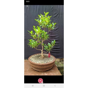 beringin kimeng sudah trprogram bonsai