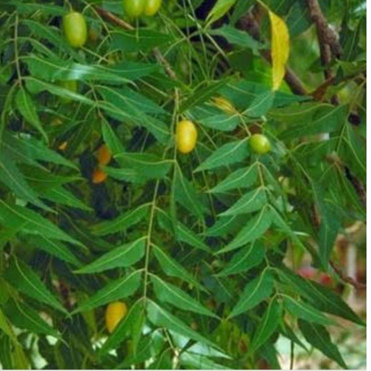 

TERMURAH daun mindi/mimba segar 1kg untuk penyakit gatal gatal ✡ 883