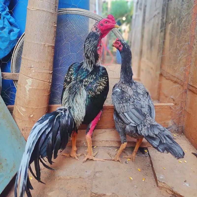 

JUAL TELUR AYAM BANGKOK JALAK ASELL PAKET 4 BUTIR