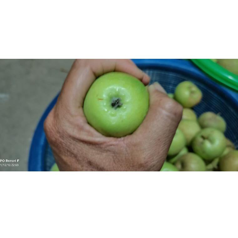 ま buah Apel Termurah manalagi/apel malang fress 1kg (15-22buah) サ