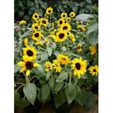 Biji Benih Mini Sunflowers Bunga Matahari Mini