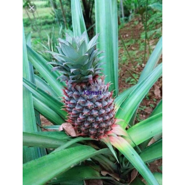 

Nanas muda super Fresh