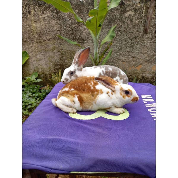 Kelinci Rex bulu karpet remaja sepasang (2).