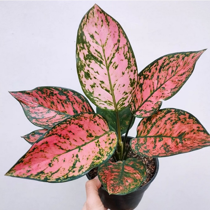 aglonema lady valentin