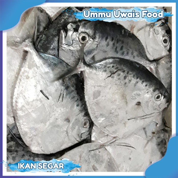 

Ikan Semar Segar - 1 Kilogram