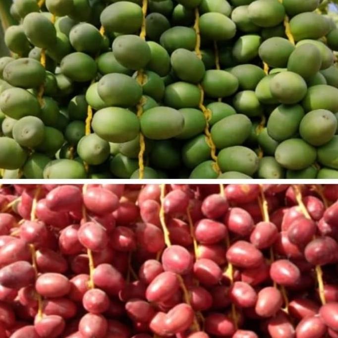 

TERLARIS KURMA MUDA, KURMA PROMIL, KURMA RUTHOB, KURMA MENTAH ORIGINAL RER69464S