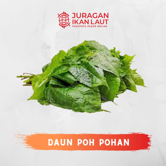 

Daun Poh Pohan Segar Berkualitas - 1 Ikat