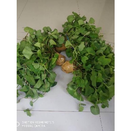 

TERBAIK Daun pegagan segar ❂ 853
