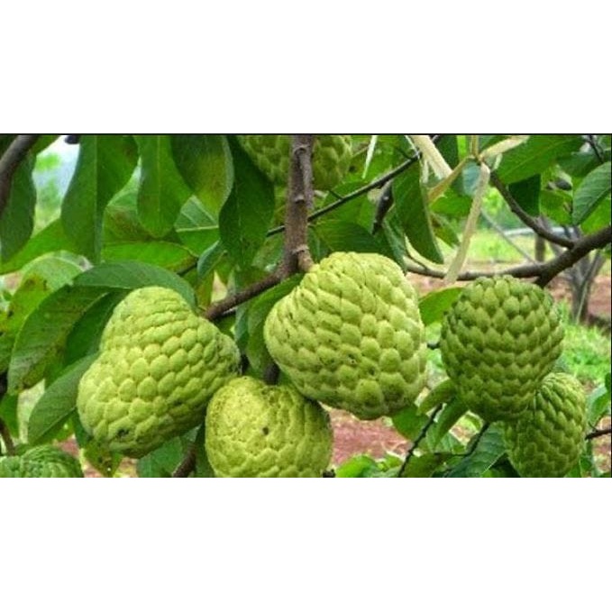 Bibit Srikaya Jumbo