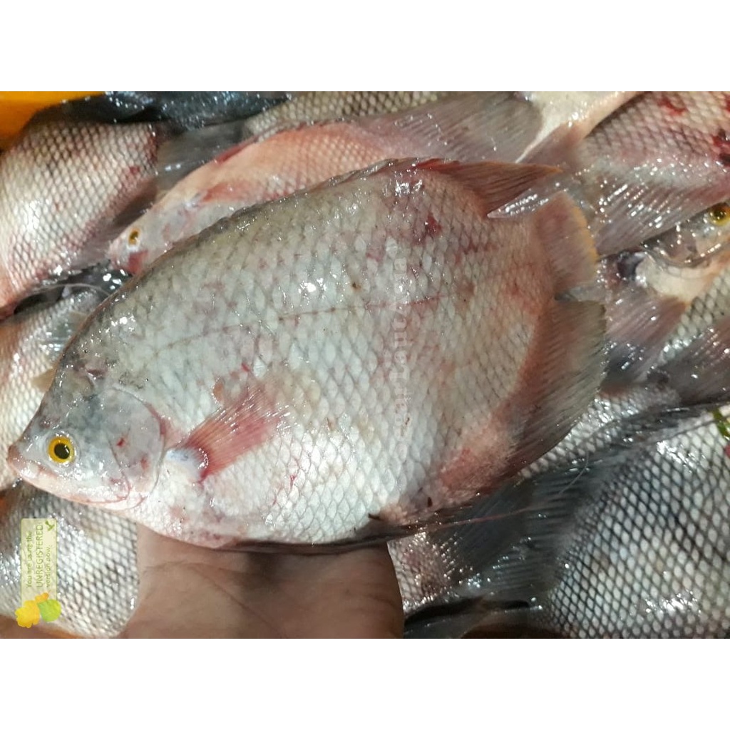 Ikan Gurame Segar Ikan Gurame 1Kg