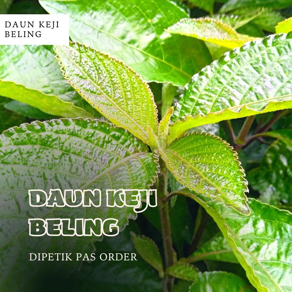 

Daun Pecah Beling 50 GR - Obat Herbal Alami