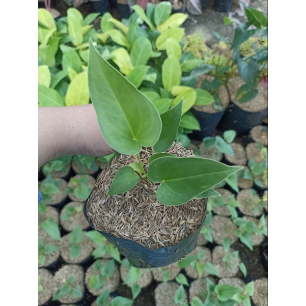 Baby Anakan Anthurium Corong / Anthurium Brownii