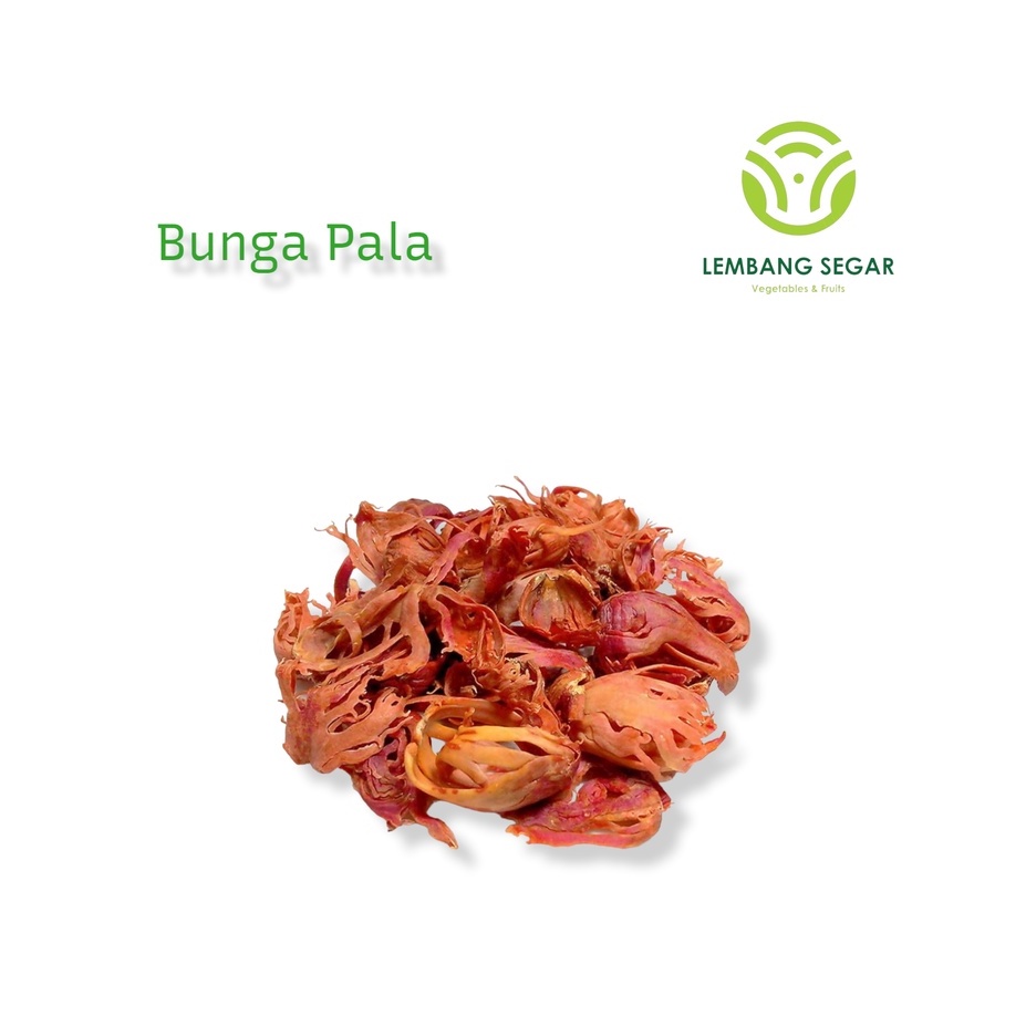 

Bunga Pala / Kembang Pala / Flower Nutmeg Lembang Segar