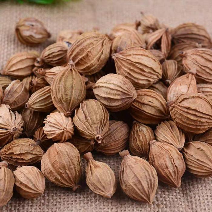 

Sha Ren Fructus Amomi 50 G Best Seller