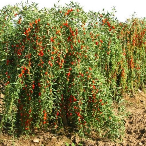 PAKET isi paket: 5 Bibit Buah Goji Berry Manis Benih Tanaman Buah Antioksidan Gojiberry Import Super