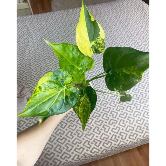 Alocasia cucullata varigata / keladi kukulata variegata
