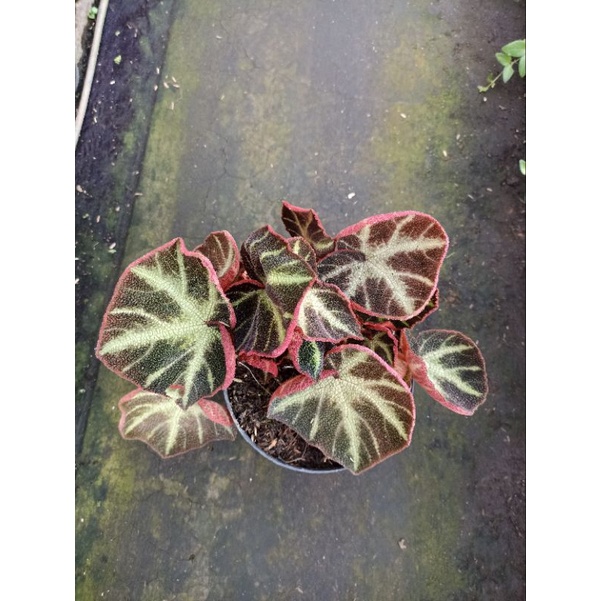 Tanaman hias begonia karpet